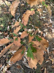 Quercus montana