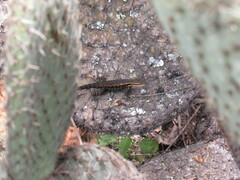 Sceloporus