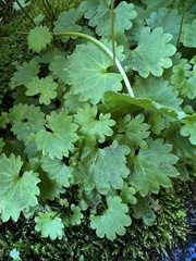 Micranthes nelsoniana