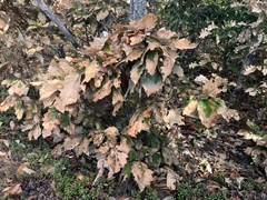 Quercus montana