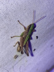 Dichromorpha viridis