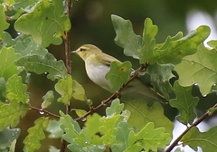 Phylloscopus sibilatrix
