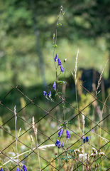 Aconitum volubile