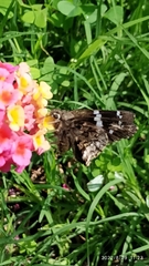 Codatractus arizonensis