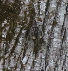 Certhia brachydactyla