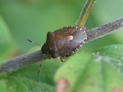 Peribalus strictus vernalis