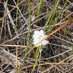 Spiranthes incurva