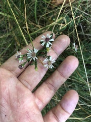 Symphyotrichum lateriflorum
