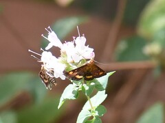 Pyrausta aurata