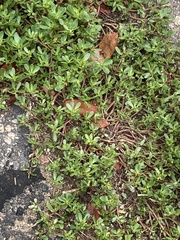 Portulaca oleracea