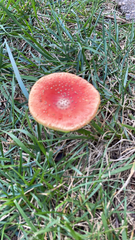 Amanita parcivolvata