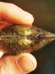 Strophitus undulatus