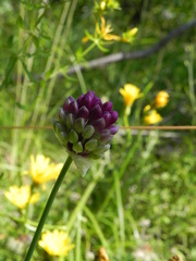 Allium sphaerocephalon