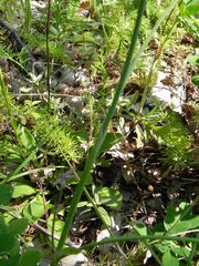 Allium sphaerocephalon