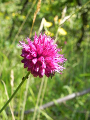 Allium sphaerocephalon