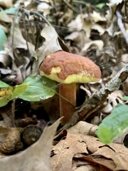 Hemileccinum rubropunctum