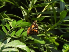 Vanessa indica