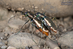 Cicindela marginipennis