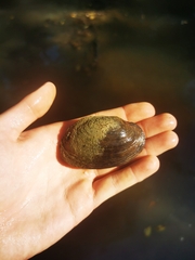 Strophitus undulatus