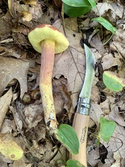 Hemileccinum rubropunctum