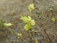 Verbascum pulverulentum
