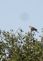 Streptopelia senegalensis