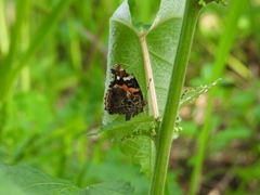 Vanessa indica