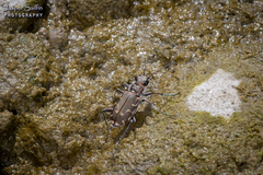 Cicindela repanda