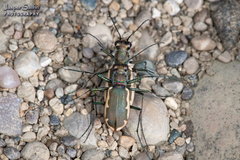 Cicindela marginipennis