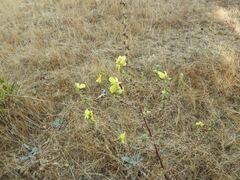 Verbascum pulverulentum