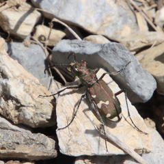 Cicindela sylvicola