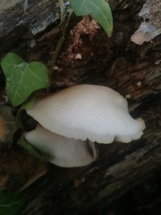 Crepidotus applanatus