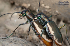 Cicindela marginipennis