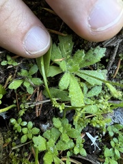 Micranthes ferruginea