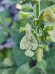 Salvia glutinosa