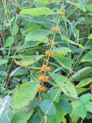 Triosteum perfoliatum