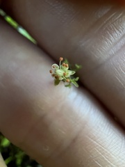 Micranthes ferruginea