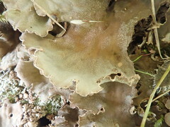 Peltigera