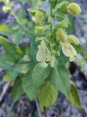 Salvia glutinosa