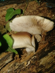 Crepidotus applanatus