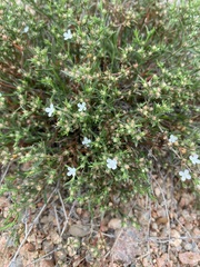 Polypremum procumbens
