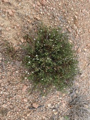 Polypremum procumbens