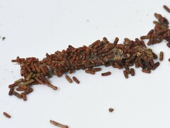 Acantholyda hieroglyphica