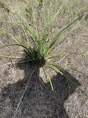 Hesperaloe parviflora