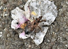 Himacerus mirmicoides