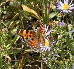 Polygonia faunus