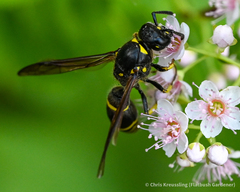 Ancistrocerus antilope