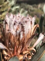 Protea laurifolia