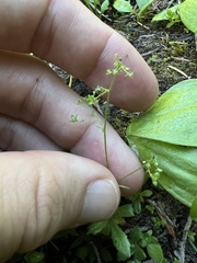 Micranthes ferruginea