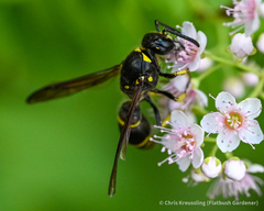 Ancistrocerus antilope